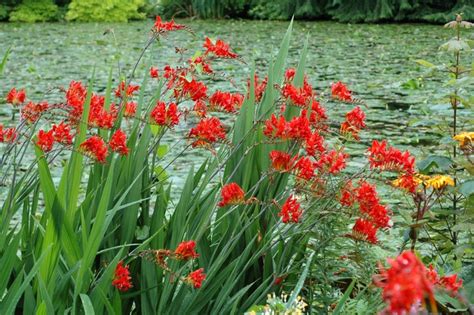 Crocosmia x crocosmiiflora | Montbretia | Kings Garden Center