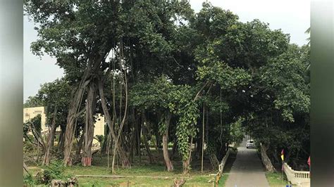 Trees in memory of Holocaust victims cut - TrendRadars