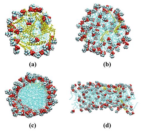 Snapshots of Simulation Cell of Lecithin-curcumin System at The End of ...