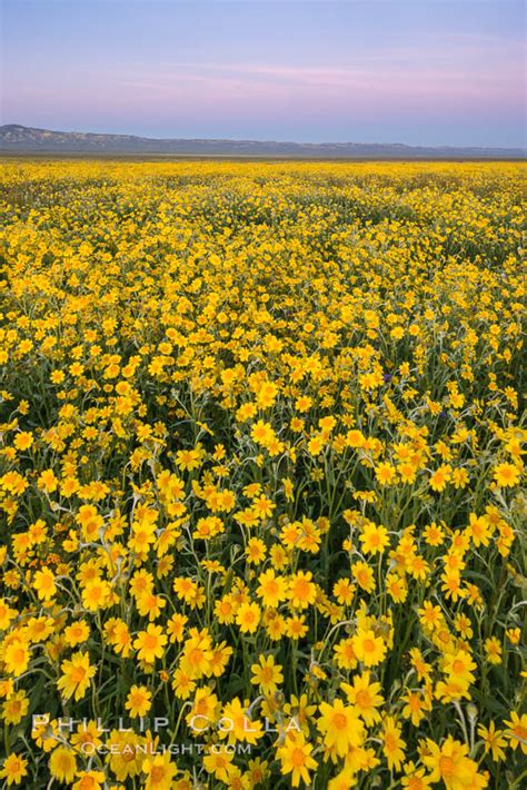 Wildflowers bloom across Carrizo Plains National Monument, Carrizo Plain National Monument ...