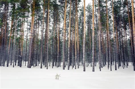 Premium Photo | Winter forest in the snow