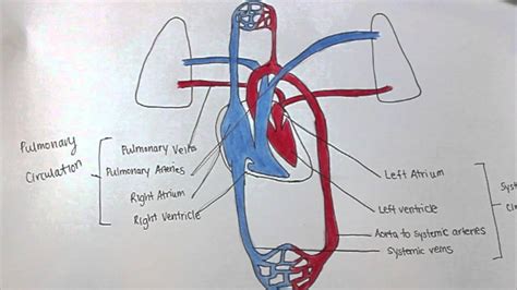 Blank Diagram Of The Pulmonary And Systemic Circuits Human R