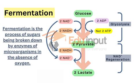 What is Fermentation?-Steps, Types, And Examples