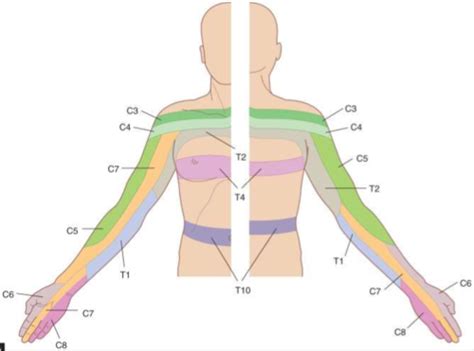 Upper Extremity Myotomes