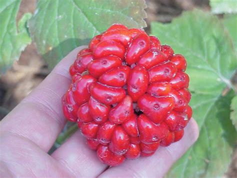 Guide to Growing Ginseng - Mother Earth Living