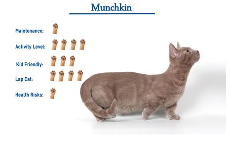 Munchkin Cat Breed… Everything You Need to Know at a Glance!