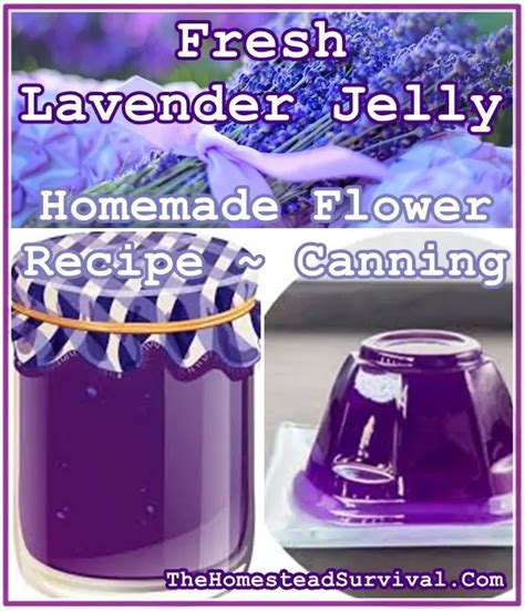 Fresh Lavender Jelly Homemade Flower Recipe - Canning - The Homestead ...