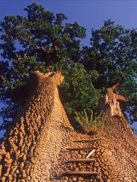 Valley Oak - American Forests