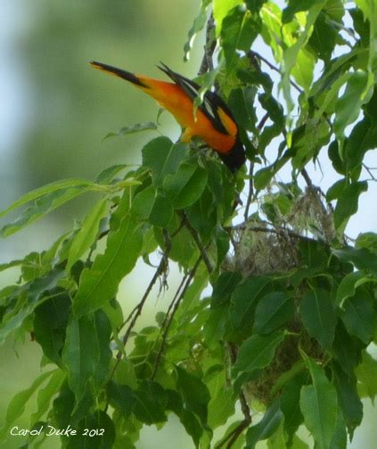 Flower Hill Farm: Baltimore Oriole Orange into Yellow into Pink Purple and Fresh Fresh Spring ...