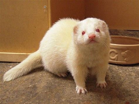 Albino ferret Angora Ferret, Large Animals, Cute Animals, Cute Ferrets, Little Critter, Albino ...