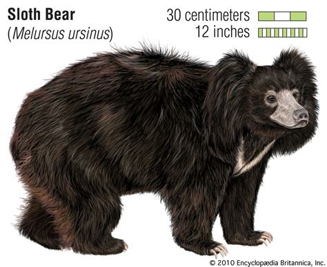 Sloth bear | Size, Weight, Habitat, & Facts | Britannica