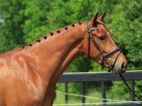 Keyano | Dutch Warmblood Dressage Gelding | Peter Berkers Sporthorses