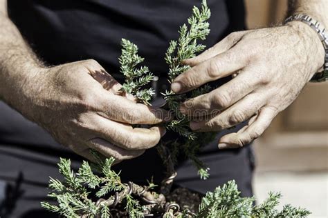 Pruning bonsai stock image. Image of people, flower, garden - 93943339