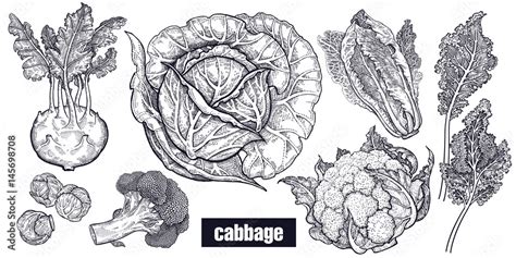 Various cabbage set. Stock Vector | Adobe Stock