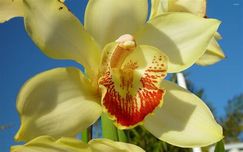 Yellow orchid wallpaper - Flower wallpapers - #40836