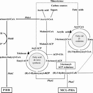 Anabolic pathways towards PHA (scl and mcl) synthesis in bacteria ...