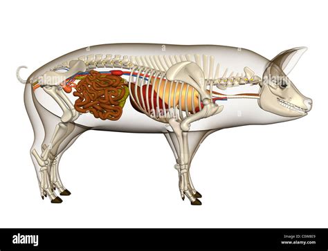 pig anatomy organs lungs heart stomach skeleton Stock Photo - Alamy