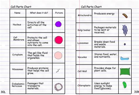 organelles and their functions anatomy | Homeschooling | Pinterest ...