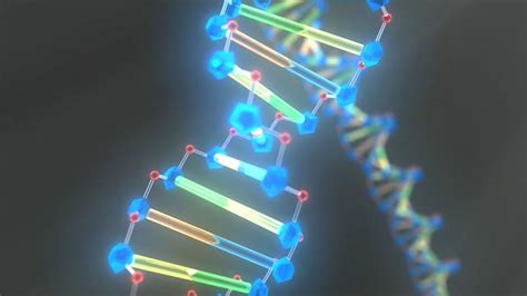 Deoxyribonucleic acid's double-helix structure | Britannica