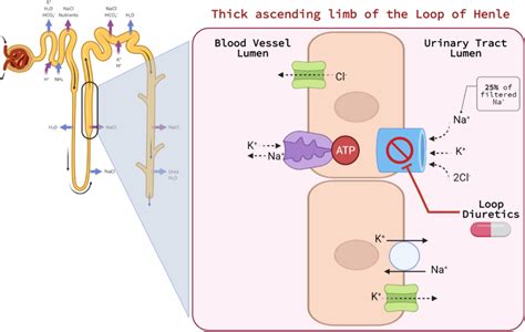 Mechanism of action for loop diuretics | Download Scientific Diagram