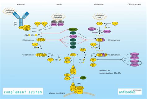 Complement System | www.antibodies-online.cn