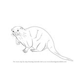 Realistic Otter Drawing Easy Otter Sea Coloring Otters Printable River ...