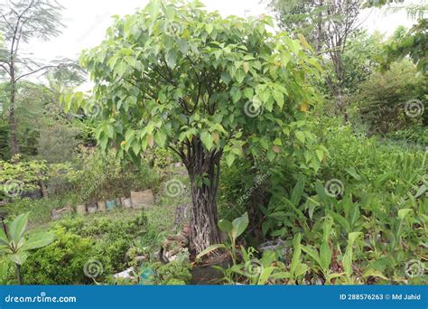 Sacred fig tree on farm stock image. Image of gardening - 288576263