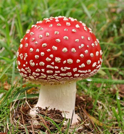 "Red Toadstool" by plumb | Redbubble