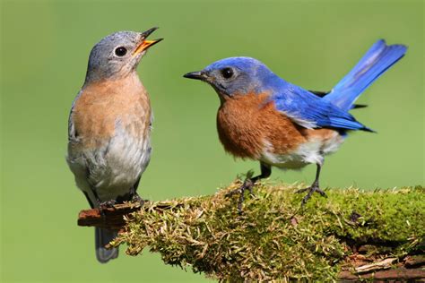 Do Bluebirds Migrate? Everything You Need to Know!