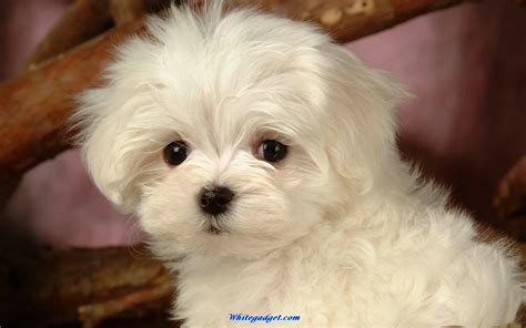 🔥 [50+] Maltese Puppies Wallpapers | WallpaperSafari