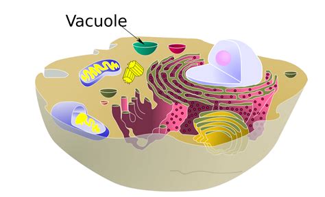 What Does The Vacuole Do? | Science Trends