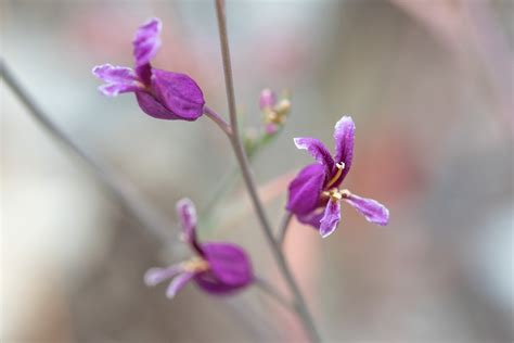 Most Beautiful Jewelflower | Los Padres ForestWatch