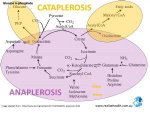 The Concept of Cataplerosis and Anaplerosis in Weight Loss – Elizma Lambert