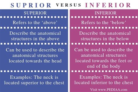 What is the Difference Between Superior and Inferior in Anatomy ...