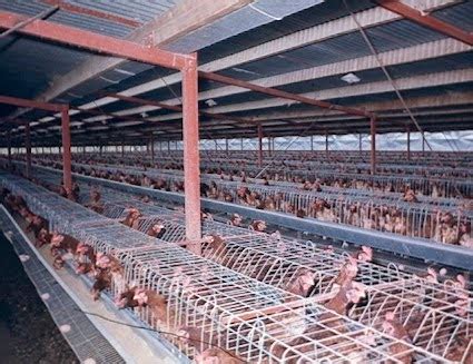 Woolshed 1: Animal behaviour and welfare: Poultry Part 4