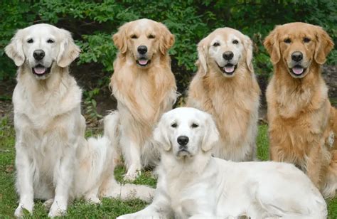 Types and Colors of Golden Retrievers - Golden Retriever Society