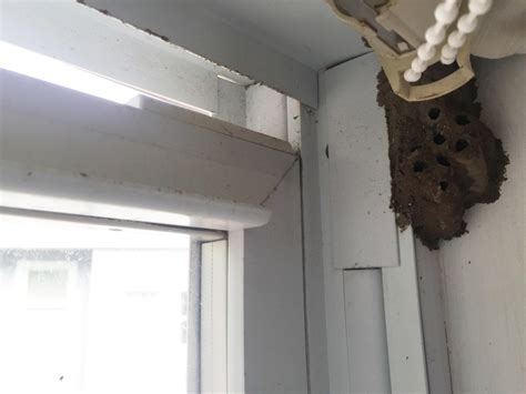 Pests We Treat - Mud daubers build huge nest in bedroom - Bee & wasp control and removal in ...