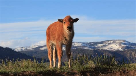 How to See Amazing Yellowstone Wildlife Year-Round