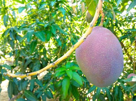 Amazing Pink Mango on a Tree Stock Image - Image of leaves, keit: 194611281