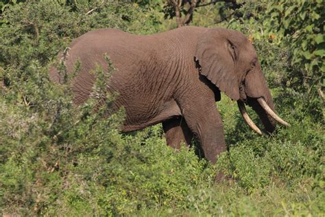 Arusha National Park - Safari at the foot of Mount Meru