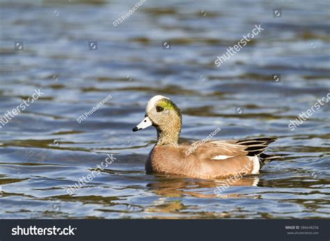 American Wigeon Duck Stock Photo 586648256 | Shutterstock