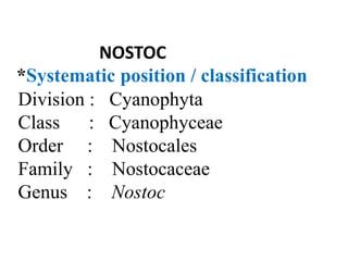 Nostoc ppt.pptx