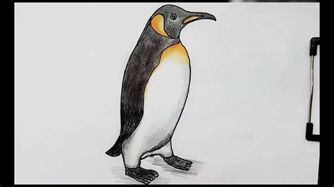 How To Draw A Penguin Video - Learn how to draw a cartoon penguin the fun and easy way. - khamcag