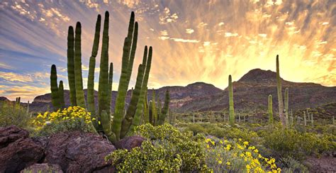 The Sonora Desert - Good Trip