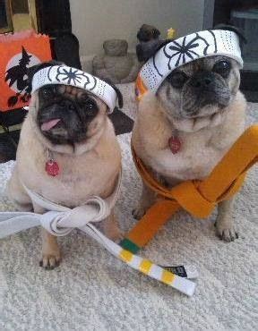 Halloween costumes for the pups this year! | Pugs funny, Black pug ...