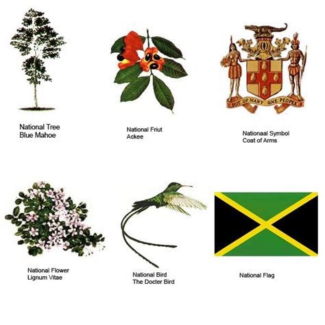 The Jamaica’s National Symbols | Jamaica culture, Jamaica national ...