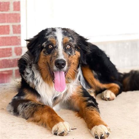 Bernese Mountain Dog German Shepherd Mix