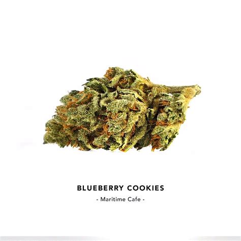 Blueberry Cookies Strain Information | Cannafo | Marijuana | Cannabis ...