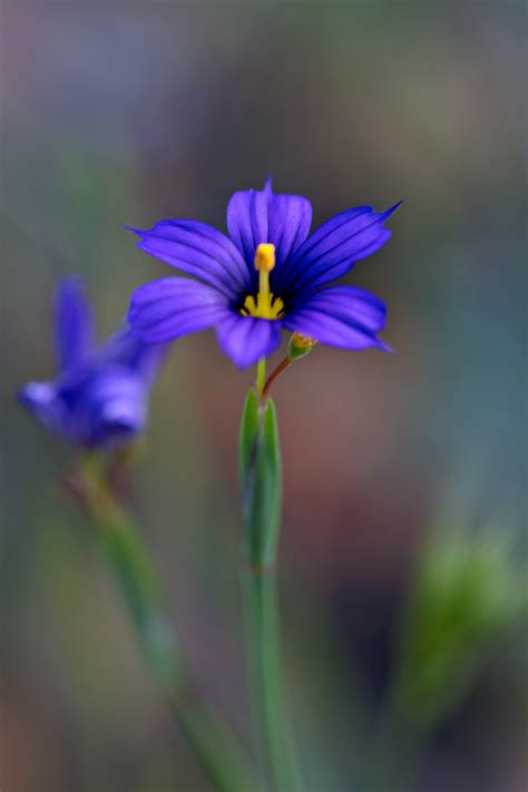 Blue-Eyed-Grass – Sara Silver Photography