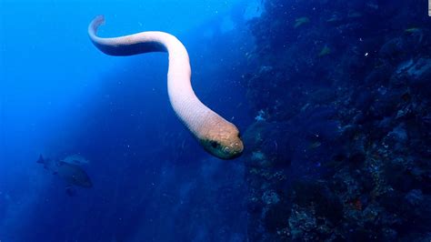 Frisky venomous sea snakes are confusing divers for their mates - CNN